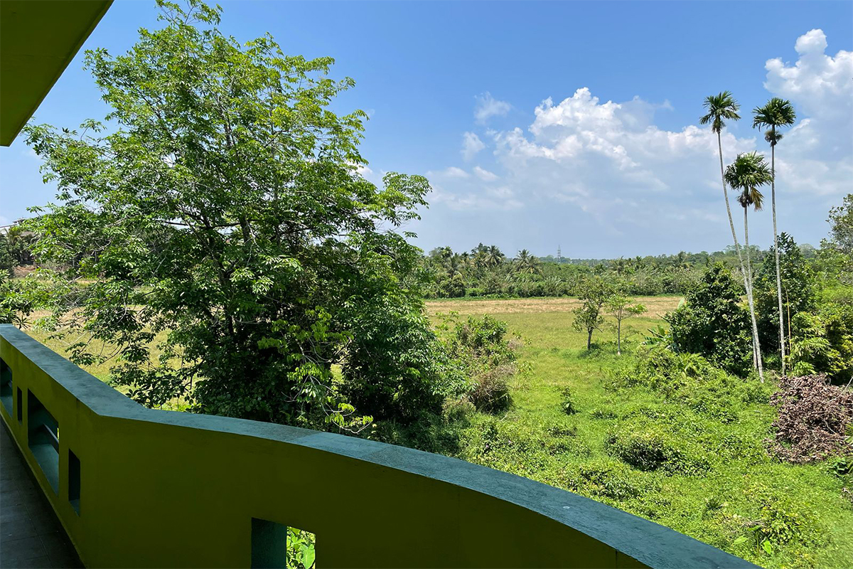 Tranquil paddy field landscape with traditional Sri Lankan countryside charm