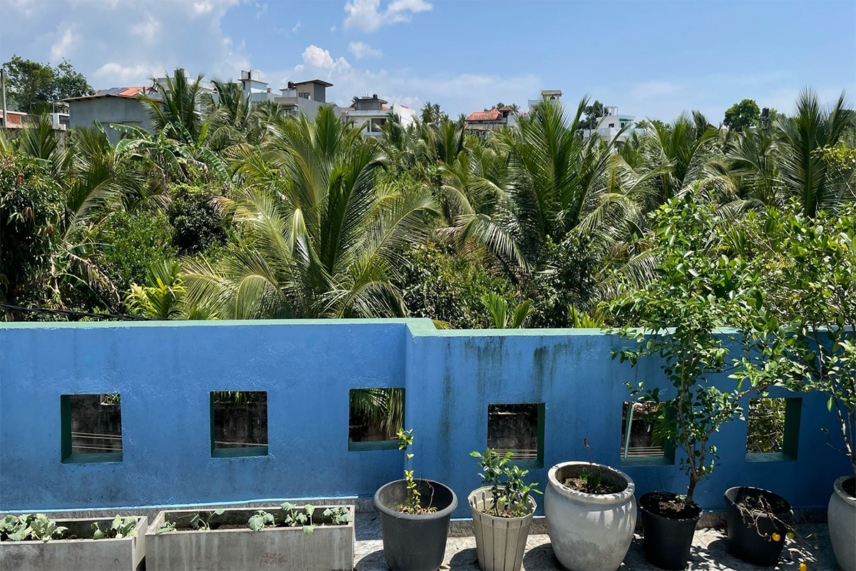 Panoramic vista of rice paddies showcasing the agricultural beauty of the region