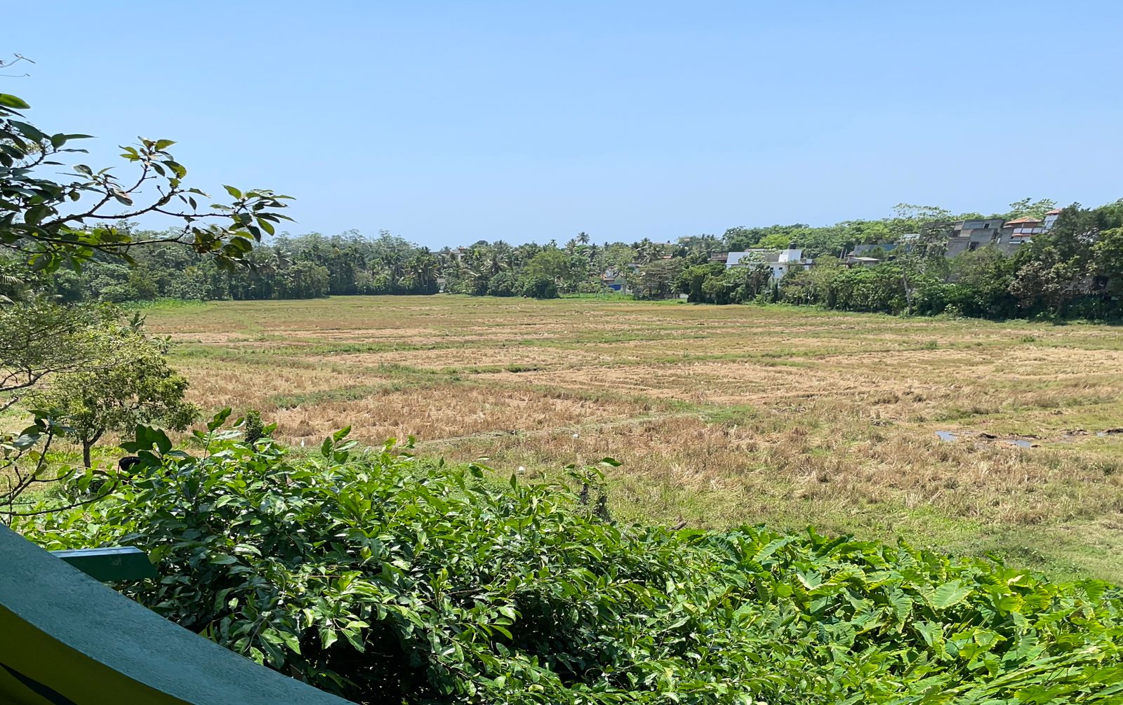 Panoramic vista of rice paddies showcasing the agricultural beauty of the region